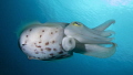   Cuttlefish Gili Banta  